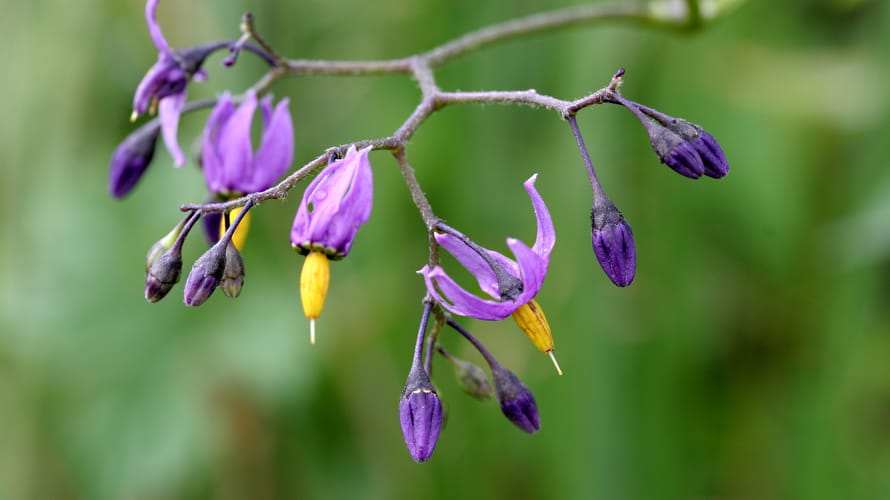 Limburg van verschillende kanten