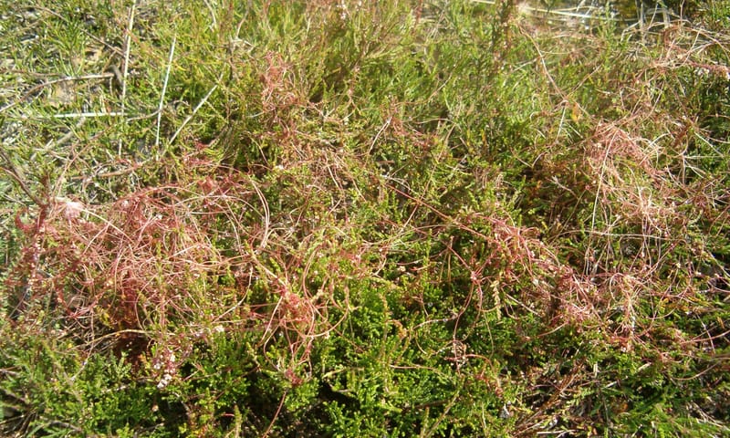 Klein warkruid woekerend over de jonge heide