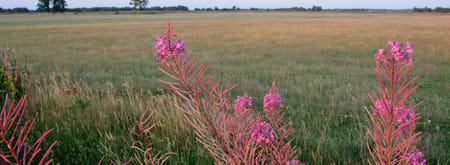Natuur bij Mantinge
