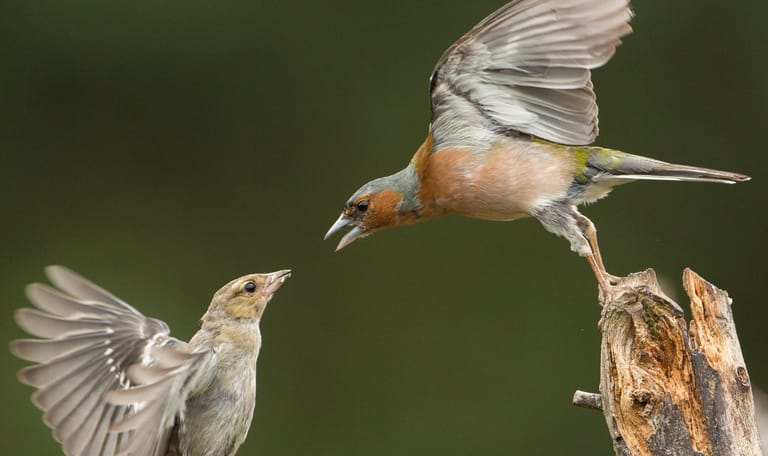 Vogels Vogels