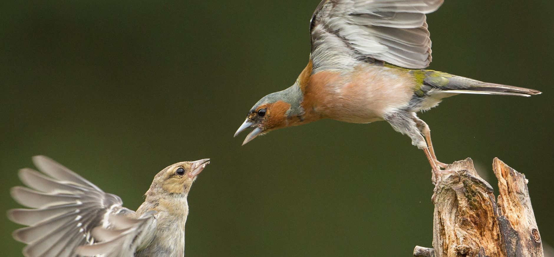 Vogels Vogels
