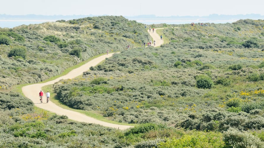 Planten en dieren op Goeree
