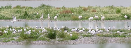 Vogels kijken in Friesland