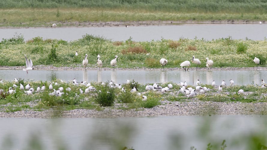 Vogels kijken in Friesland