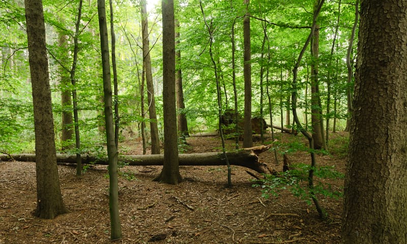 Wat wij doen in het Imstenraderbos