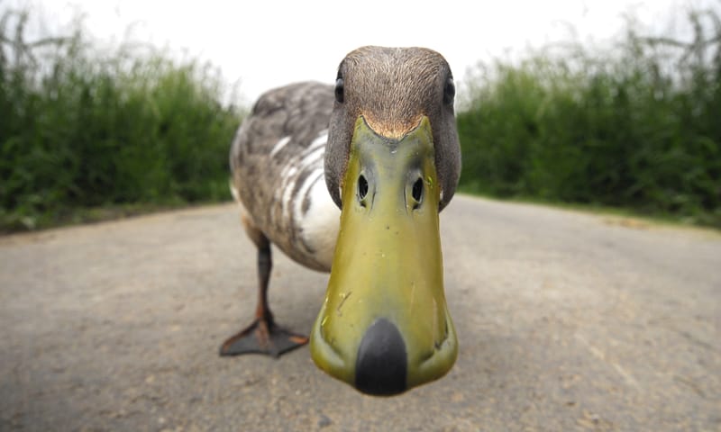 eendenkooi Haarzuilens