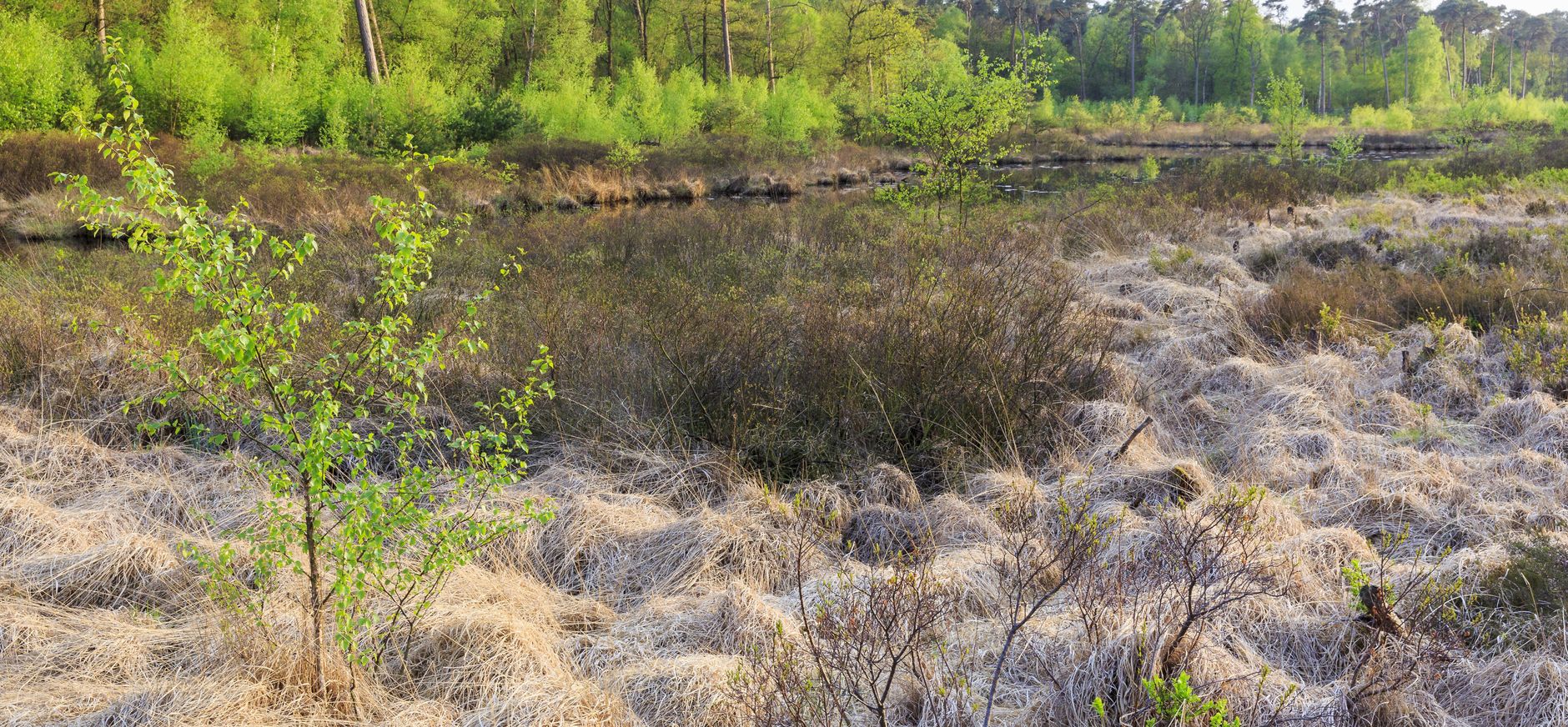 Vergrassing 
