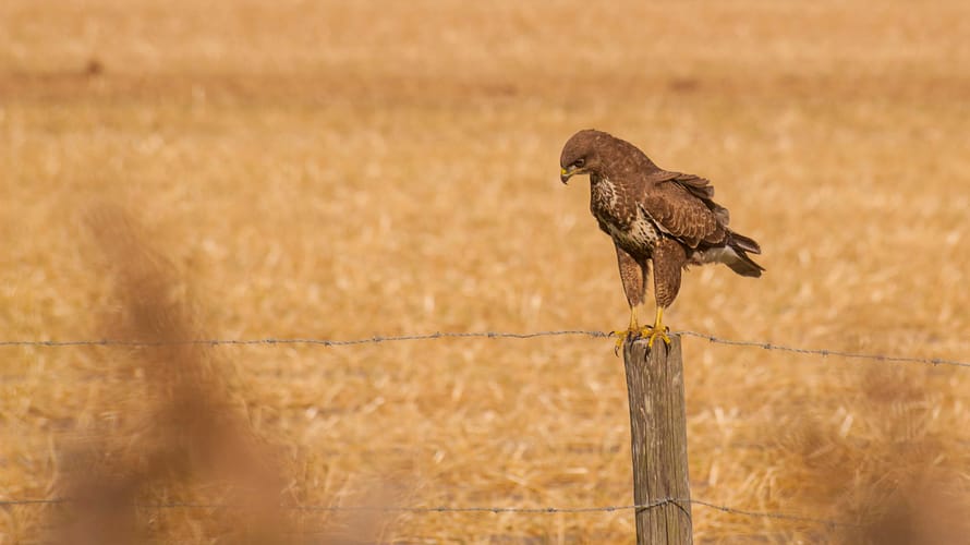 Rust en ruimte in de Uitlandse Polder
