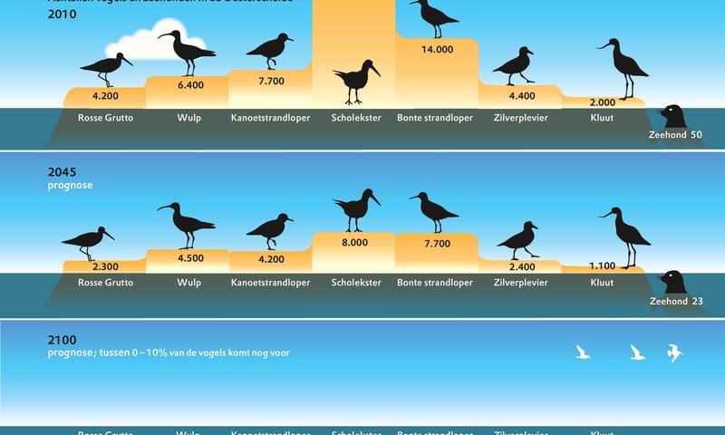 Aantallen vogels Oosterschelde