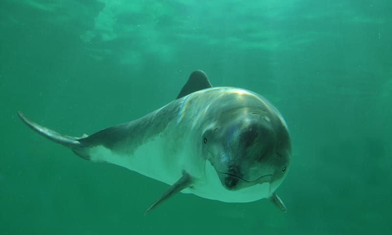 Bruinvis is een kleine soort walvis die in de Noordzee voorkomt.