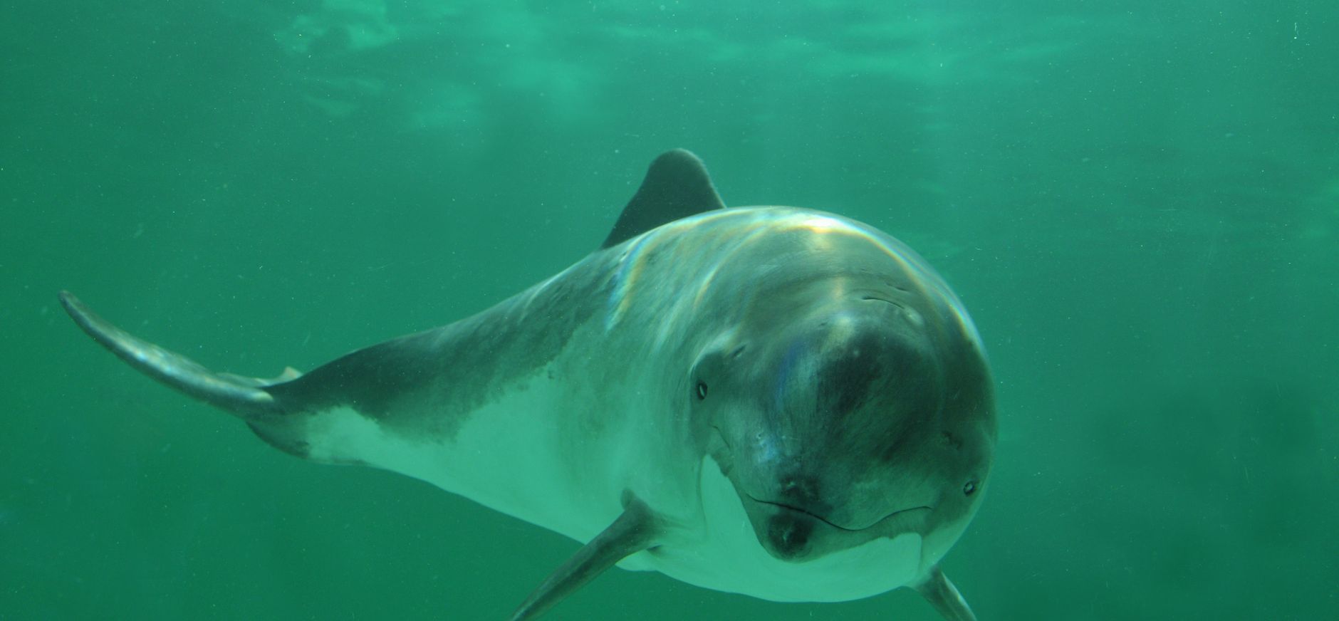 Bruinvis is een kleine soort walvis die in de Noordzee voorkomt.
