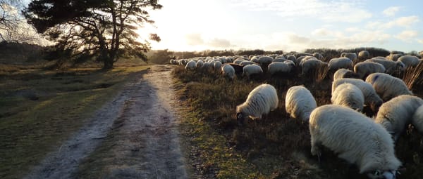 Brunssummerheide schaapskudde