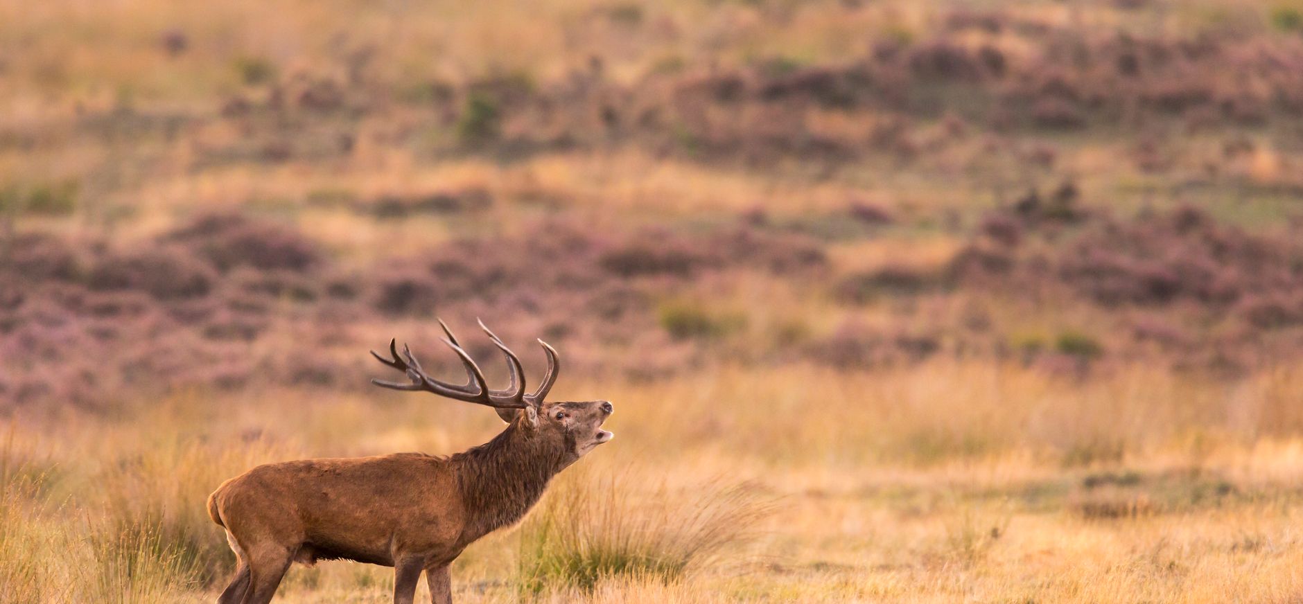 Edelhert in Deelerwoud