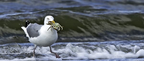 Duinen van Goeree zilvermeeuw