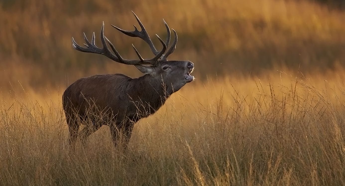 Edelhert tijdens de bronstperiode