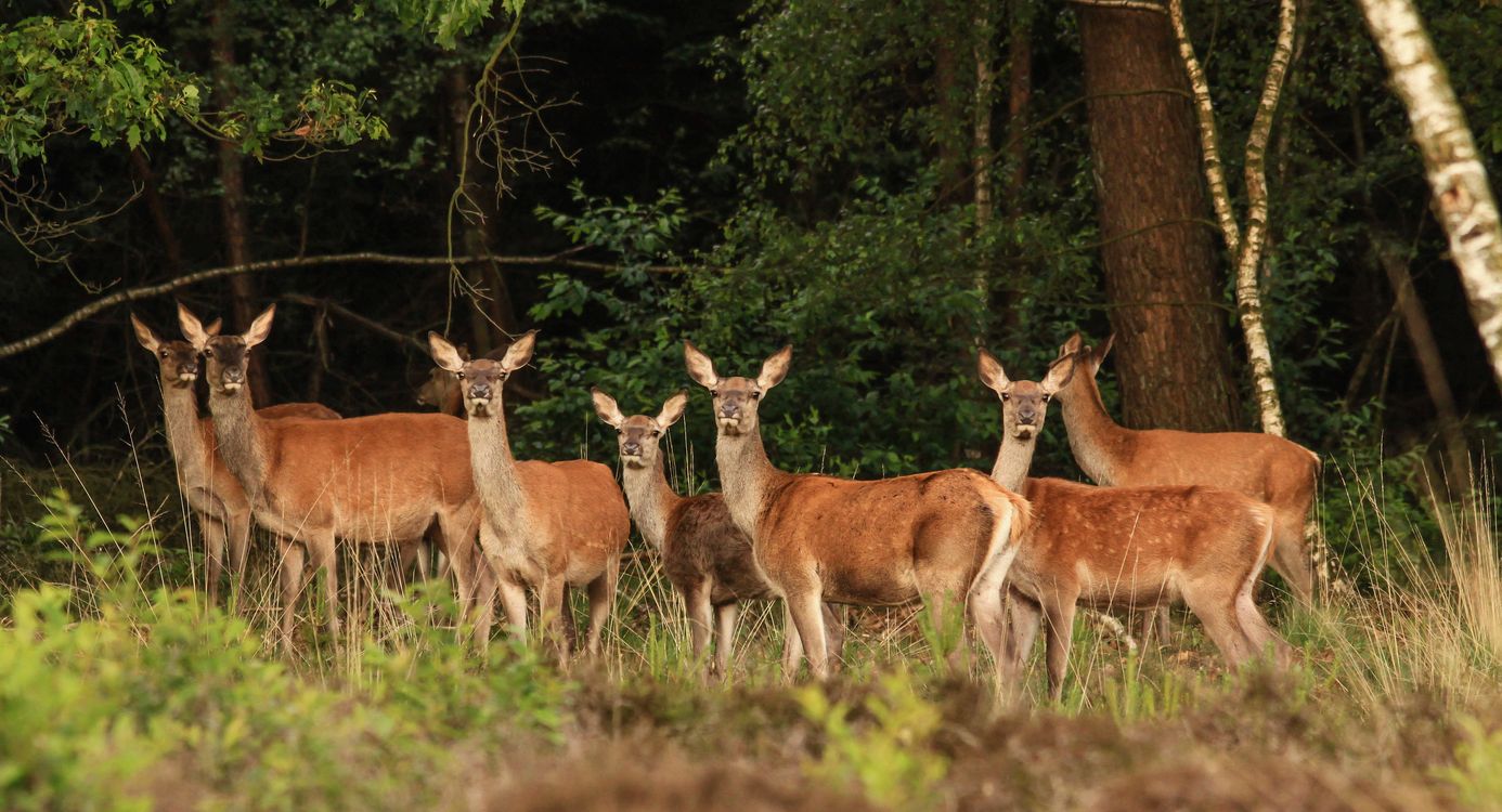 Edelhert in Planken Wambuis op de Veluwe