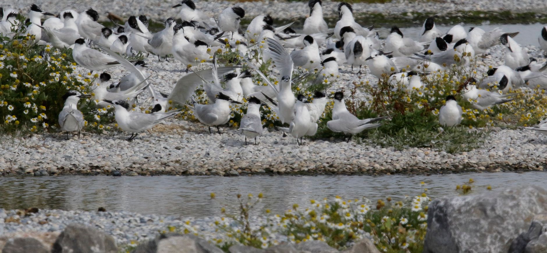 Natuurgebied Harger- en Pettemerpolder