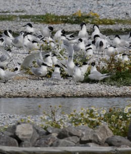 Natuurgebied Harger- en Pettemerpolder
