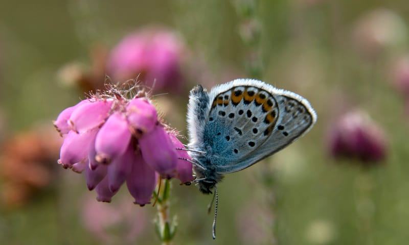 Heideblauwtje