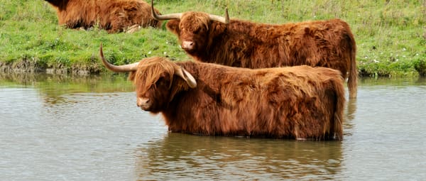 Kardinge Schotse Hooglanders
