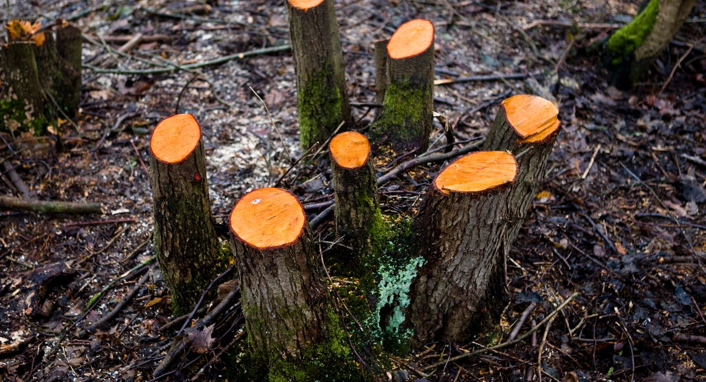 Knoppenbosje Hoge land van Vollenhove