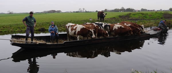 Koeien varen Wormer- en Jisperveld