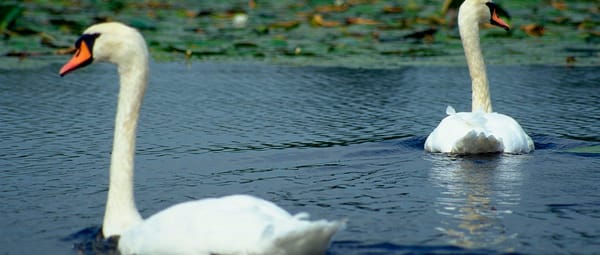 Kortenhoefse Plassen knobbelzwaan