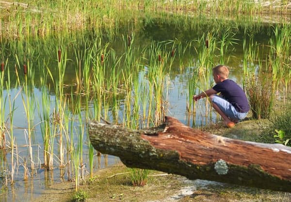 Landgoed Borkerheide slootje