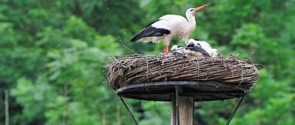 Landgoed de Tempel Ooievaar