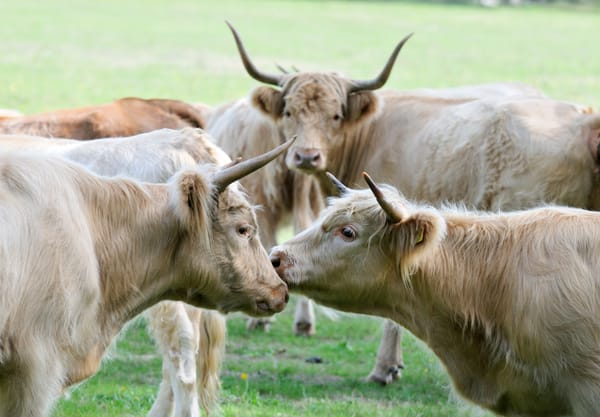 Laurabossen Schotse Hooglanders