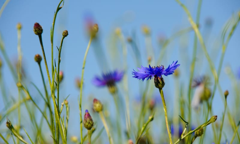 Korenbloemen op een akker