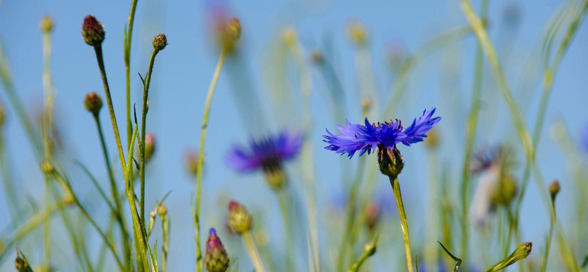 Korenbloemen op een akker