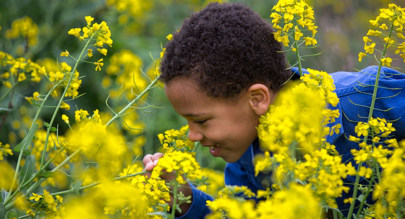 Even met de neus in het koolzaad