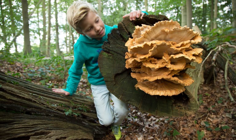 OERRR paddenstoelen - bezoekerscentrum Veluwezoom