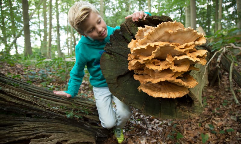 OERRR paddenstoelen - bezoekerscentrum Veluwezoom