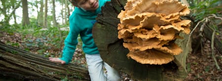 OERRR paddenstoelen - bezoekerscentrum Veluwezoom