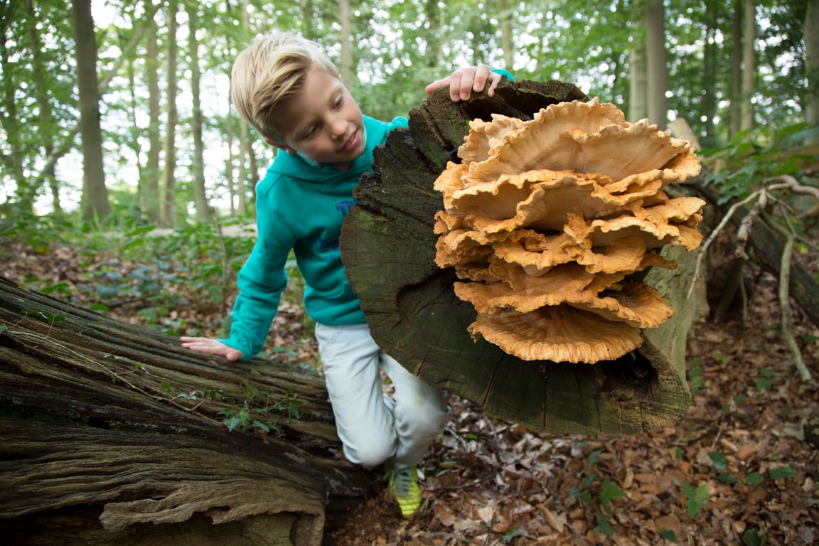 OERRR paddenstoelen (6 t/m 12 jr) - bezoekerscentrum Veluwezoom