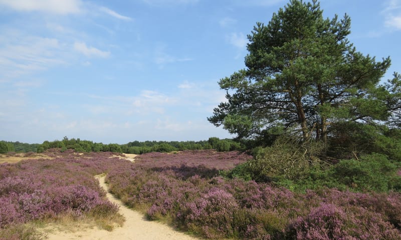 Heidelandschap Mantingerveld