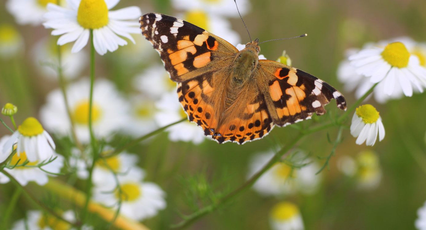 Distelvlinder op kamille
