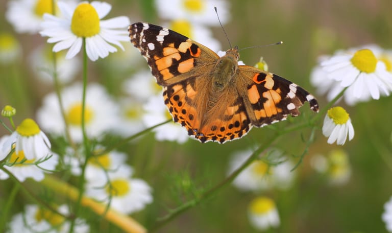 Distelvlinder op kamille