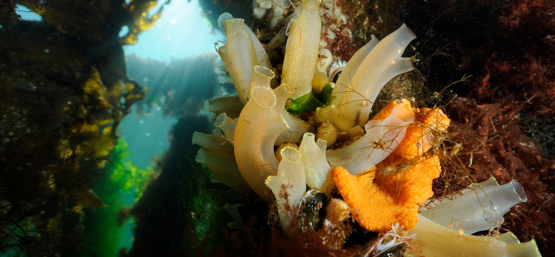 Oosterschelde onderwater