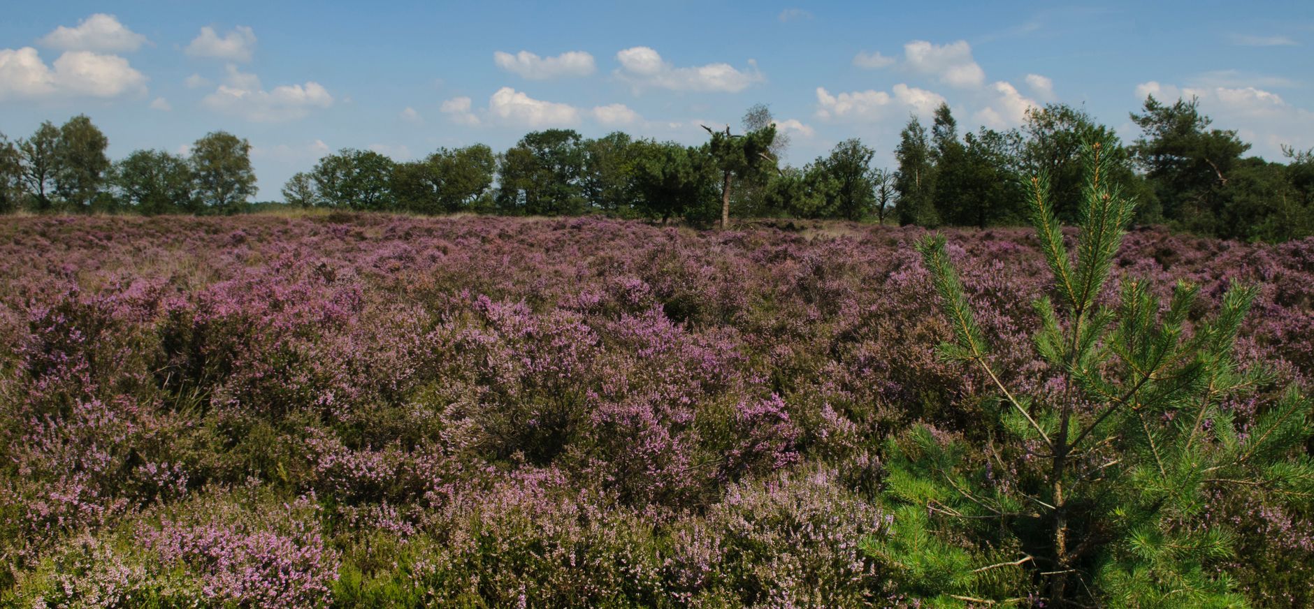 Oude Buisse Heide