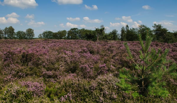 Oude Buisse Heide