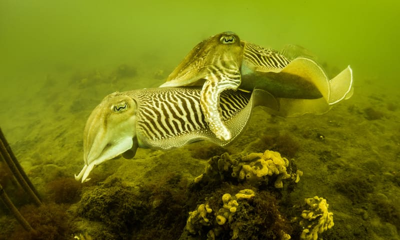 Parende Sepia's