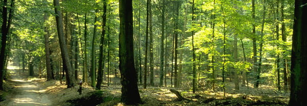 Stepelerveld