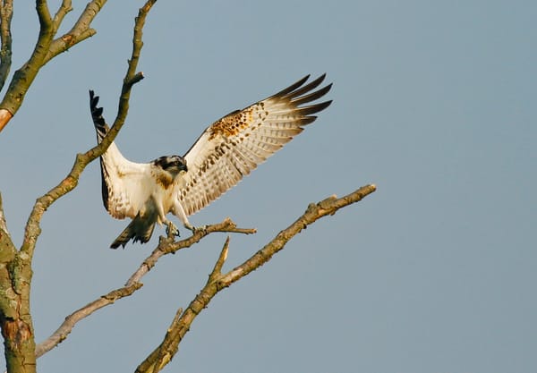 Tienhovense plassen Visarend