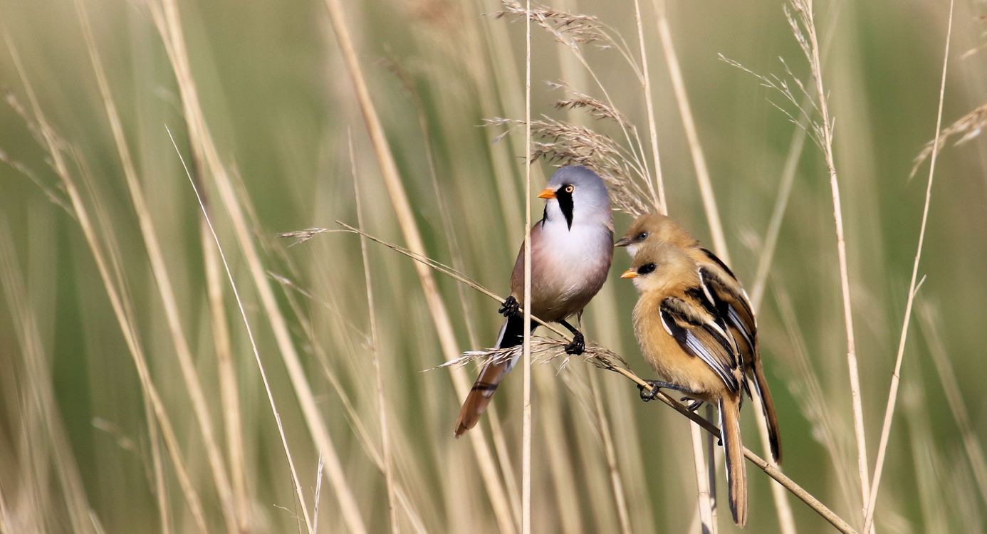 Uitkijkpunt Scheelhoek