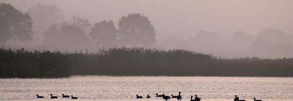 Vogeleiland