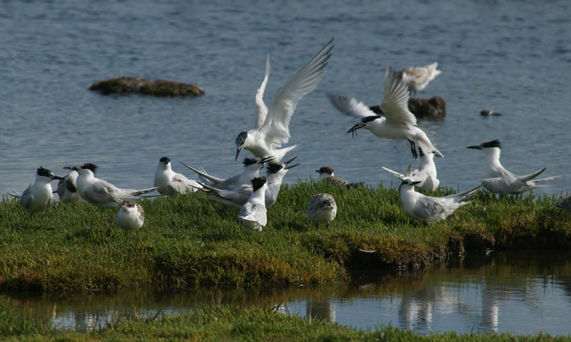 Uitzicht vogelobservatorium