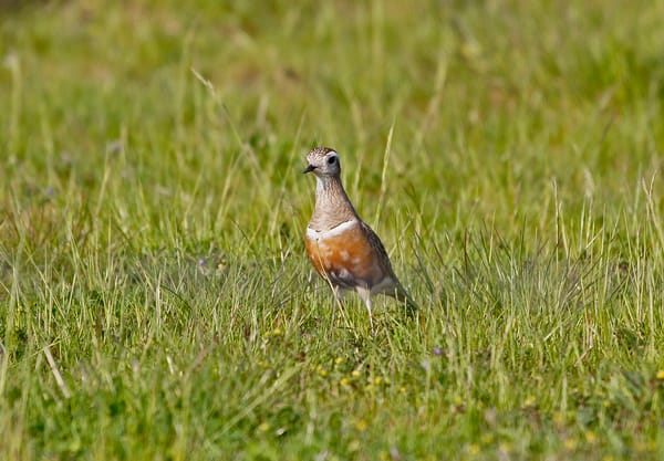 Volgerland vogel